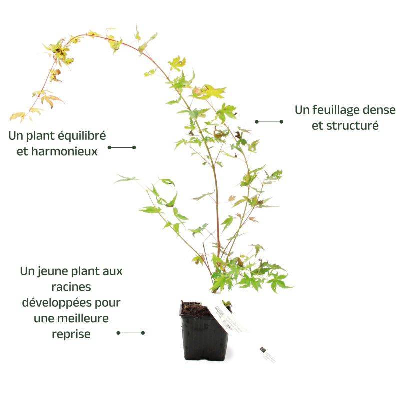 Érable du Japon 'Katsura' (Acer palmatum 'Katsura') - Godet 9cm - Pépinières Naudet - Imagen 3