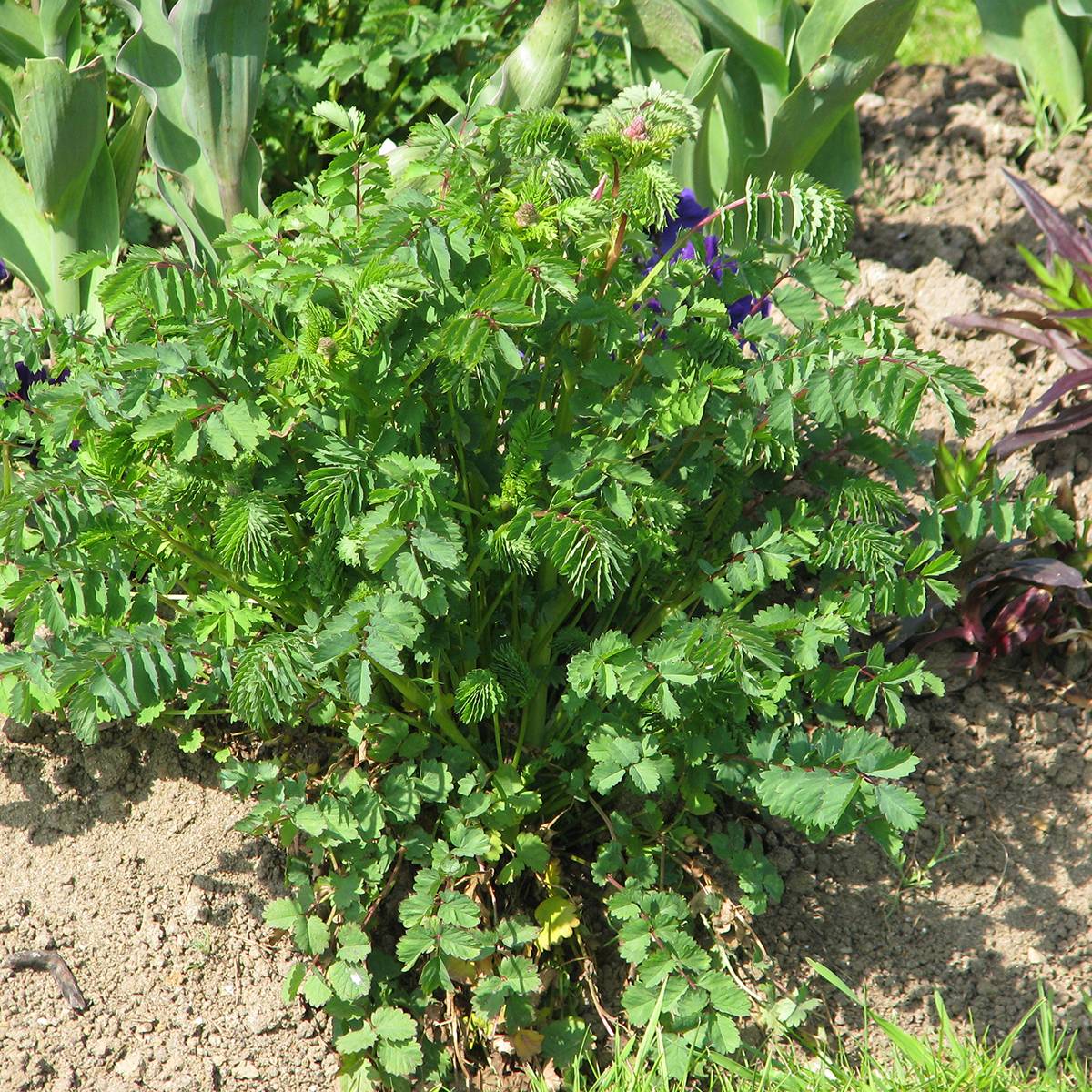 Promesse de Fleurs - Petite Pimprenelle BIO - Sanguisorba minor le sachet de 250 graines environ (3g)