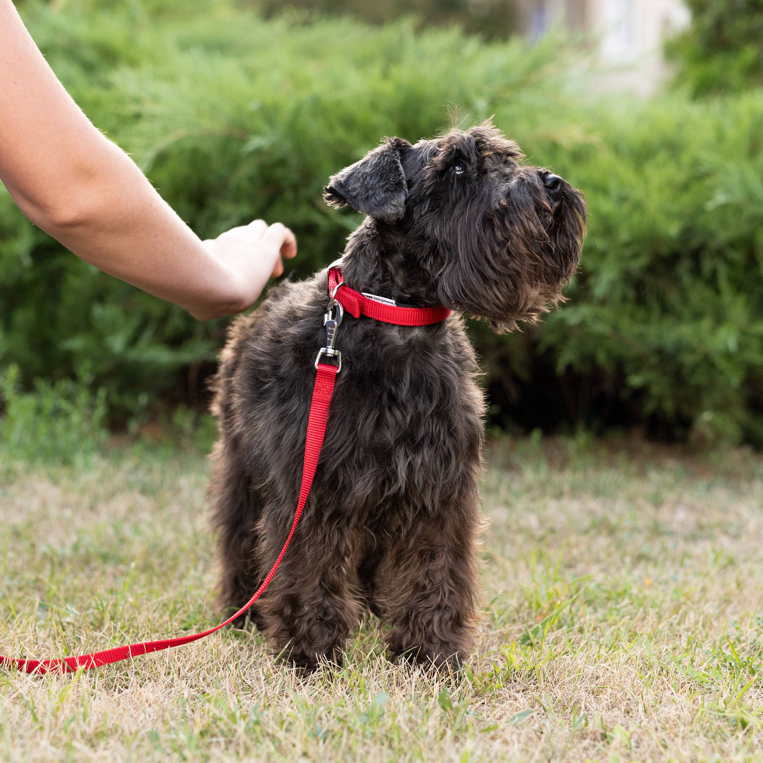 Ferplast - Collier chien chiens nylon souple rembourrage FERPLAST DAYTONA différentes tailles et couleurs - Imagen 5