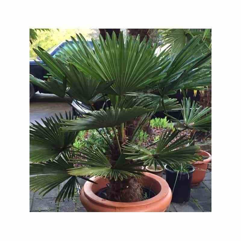 0 - Kit 3 trachycarpus wagnerianus pour création de bosquet - Image 1