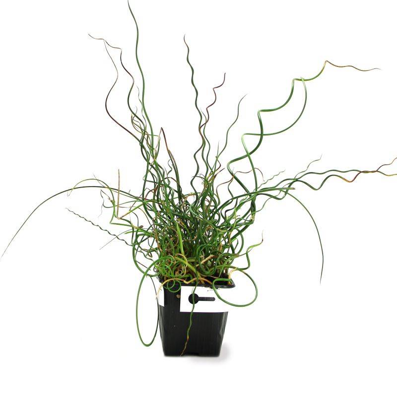 3 Joncs 'Spiralé' (Juncus Effusus Spiralis) - Lot de 3 graminées - Pépinières Naudet - Imagen 2