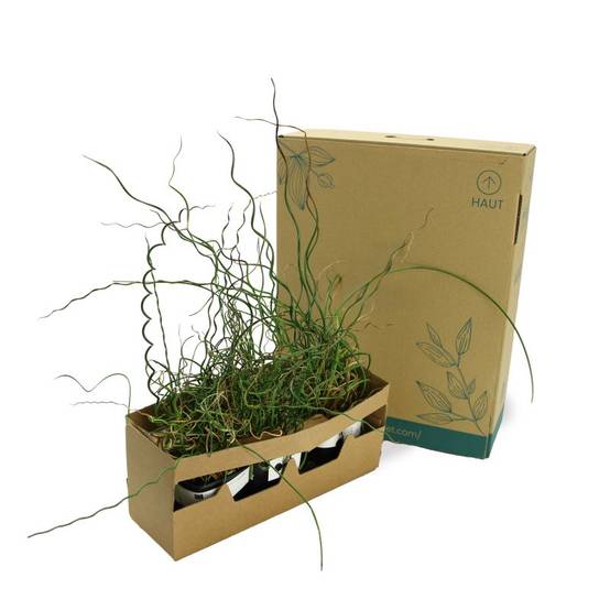 3 Joncs 'Spiralé' (Juncus Effusus Spiralis) - Lot de 3 graminées - Pépinières Naudet - Image 5
