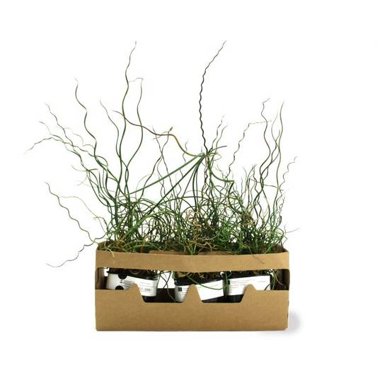 3 Joncs 'Spiralé' (Juncus Effusus Spiralis) - Lot de 3 graminées - Pépinières Naudet - Image 4