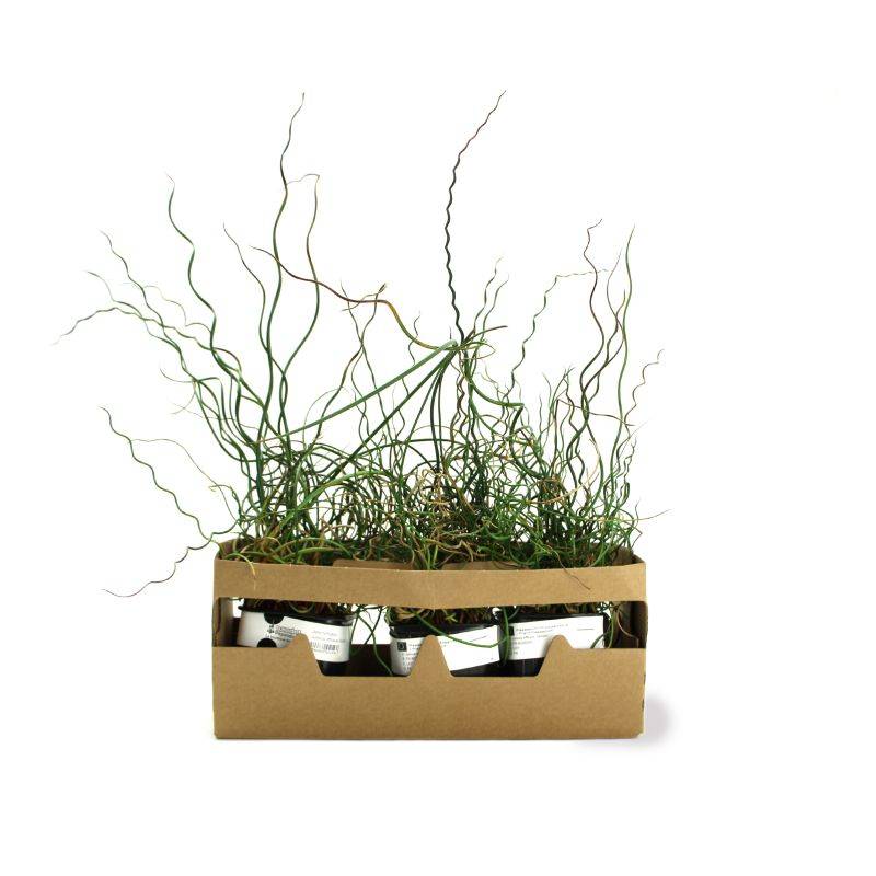 3 Joncs 'Spiralé' (Juncus Effusus Spiralis) - Lot de 3 graminées - Pépinières Naudet - Imagen 4