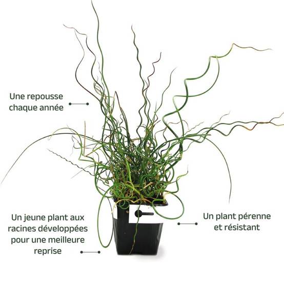 3 Joncs 'Spiralé' (Juncus Effusus Spiralis) - Lot de 3 graminées - Pépinières Naudet - Image 3
