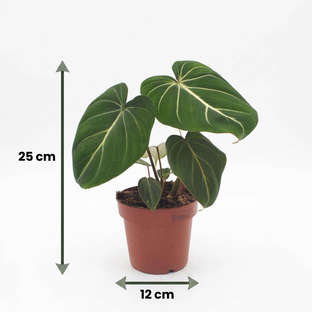 Philodendron Gloriosum - Pot de 12cm - 2 plantes - Sans cache-pot - Plantes d'intérieur - Image 5