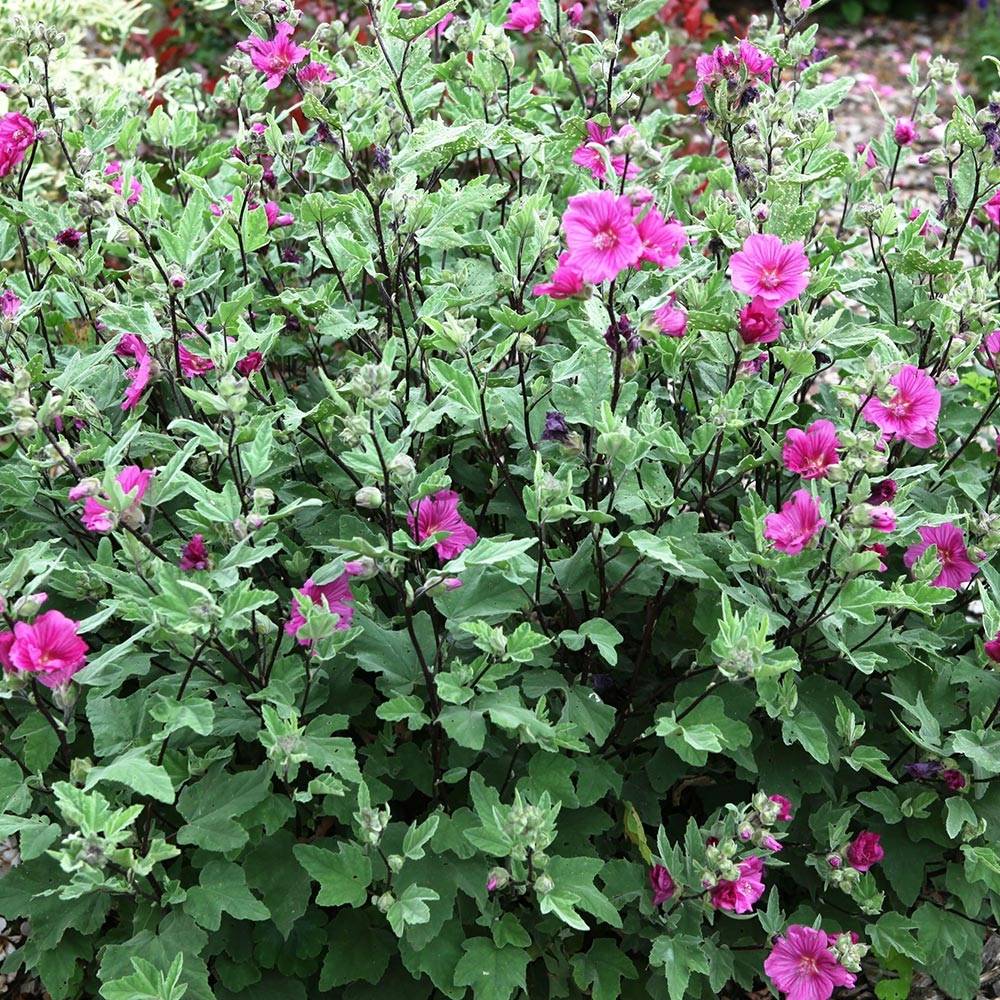 Promesse de Fleurs - Lavatera thuringiaca Red Rum - Lavatère arbustive Pot de 2L/3L