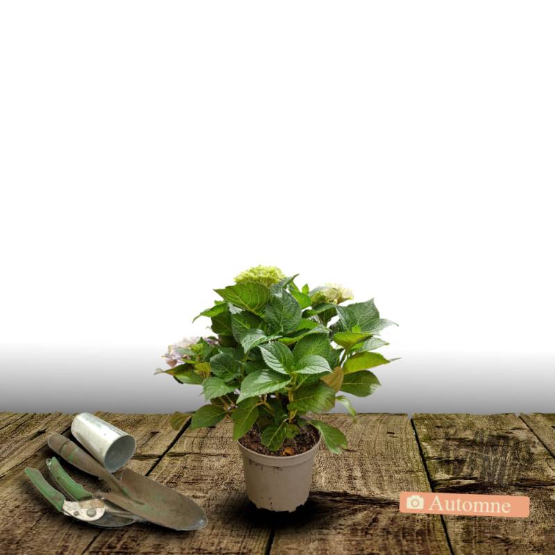 Hortensia YOU&ME® Inspire, Hydrangea macrophylla à fleurs Rose/ - feuillage Caduc - Pot de 1,5L - 20/40 cm - Image 2