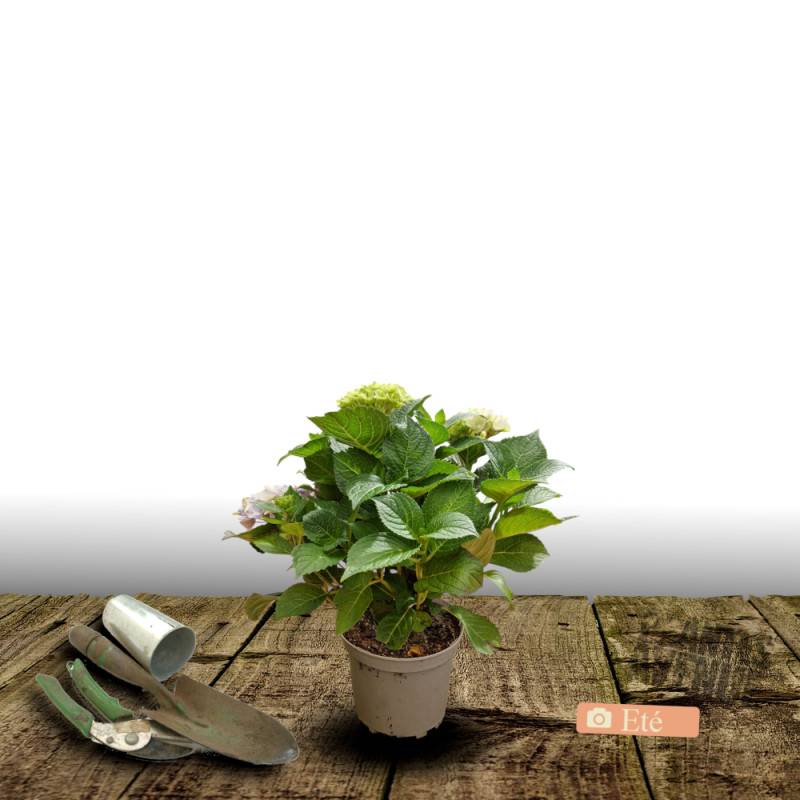 Hortensia YOU&ME® Inspire, Hydrangea macrophylla à fleurs Rose/ - feuillage Caduc - Pot de 1,5L - 20/40 cm - Image 3