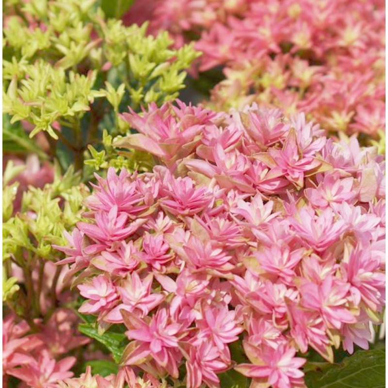 Hortensia YOU&ME® Inspire, Hydrangea macrophylla à fleurs Rose/ - feuillage Caduc - Pot de 1,5L - 20/40 cm - Image 1
