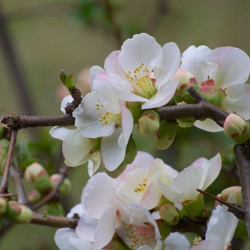 Cognassier du Japon Nivalis, Chaenomeles à fleurs Blanche - feuillage Caduc - Pot de 3L - 20/40 cm- hauteur à maturité De 3,00 m à 5,00 m - Image 3