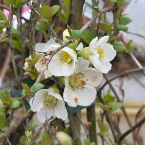 Cognassier du Japon Nivalis, Chaenomeles à fleurs Blanche - feuillage Caduc - Pot de 3L - 20/40 cm- hauteur à maturité De 3,00 m à 5,00 m - Image 2