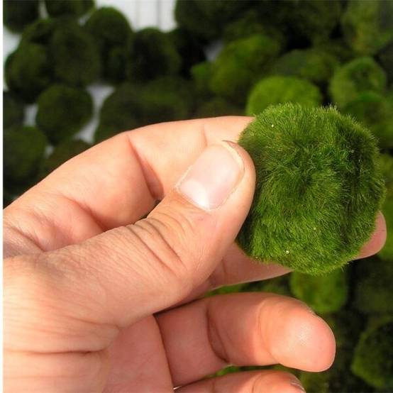 0 - Boules de Mousse Marimo - 5 pièces - Cladophora aegagropila - 3 cm - Image 3