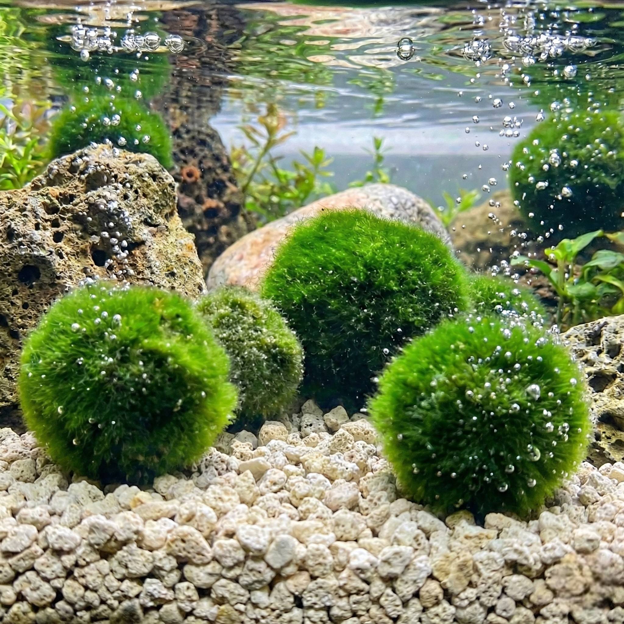 0 - Boules de Mousse Marimo - 5 pièces - Cladophora aegagropila - 3 cm - Image 2