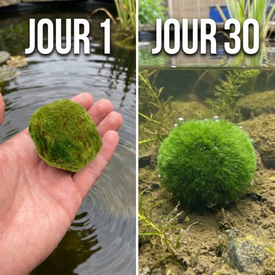 0 - Boules de Mousse Marimo - 5 pièces - Cladophora aegagropila - 3 cm - Image 6