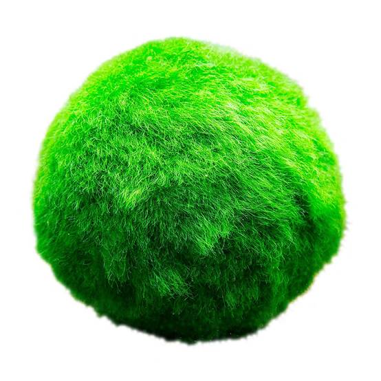 0 - Boules de Mousse Marimo - 5 pièces - Cladophora aegagropila - 3 cm - Image 1