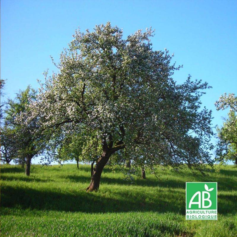 Pommier 'Reine des Reinettes' BIO (Malus domestica 'Reine des Reinettes') - Scion de 100 à 150cm - Pépinières Naudet - Imagen 1