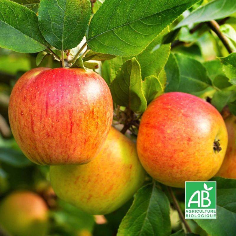 Pommier 'Reine des Reinettes' BIO (Malus domestica 'Reine des Reinettes') - Scion de 100 à 150cm - Pépinières Naudet - Imagen 2