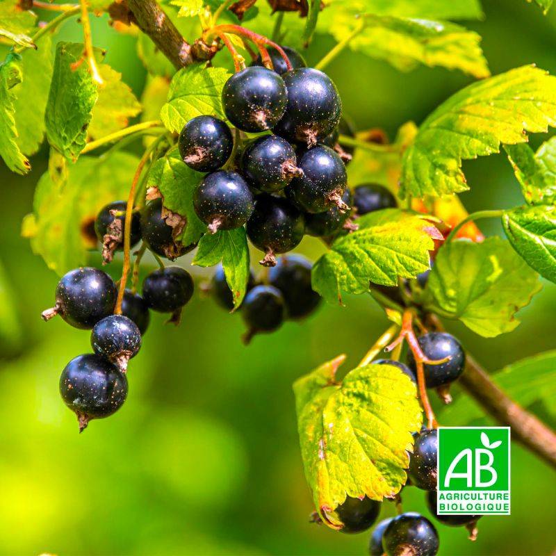 Cassis 'Noir de Bourgogne' BIO (Ribes nigrum 'Noir de Bourgogne') - Godet 9cm - Taille 20/40cm - Pépinières Naudet