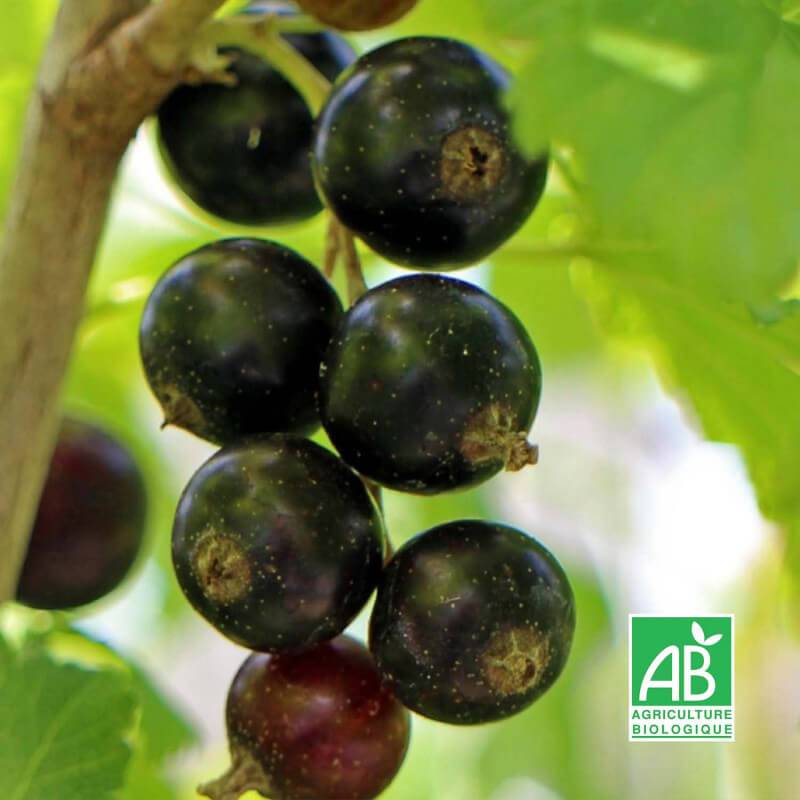 Cassis 'Noir de Bourgogne' BIO (Ribes nigrum 'Noir de Bourgogne') - Godet 9cm - Taille 20/40cm - Pépinières Naudet - Imagen 2
