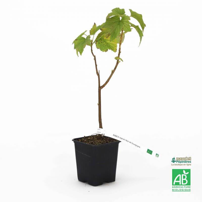 Cassis 'Noir de Bourgogne' BIO (Ribes nigrum 'Noir de Bourgogne') - Godet 9cm - Taille 20/40cm - Pépinières Naudet - Imagen 3