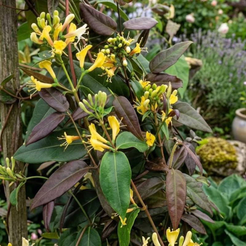 Chèvrefeuille Copper Beauty® à fleurs Jaune - feuillage Persistant - Godet - 5/20 cm-  hauteur à maturité De 3,00 m à 5,00 m - Imagen 3