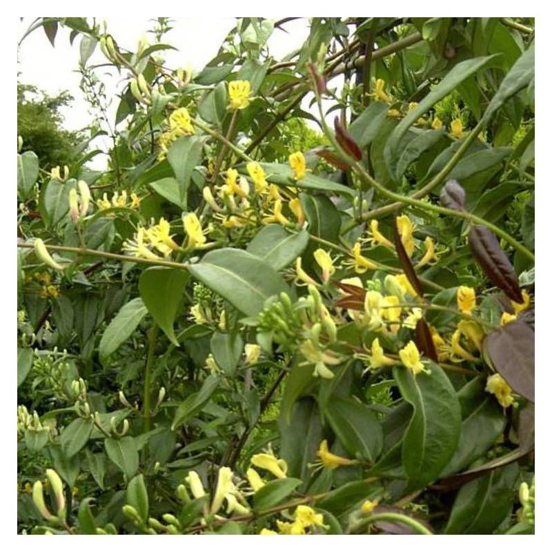 Chèvrefeuille Copper Beauty® à fleurs Jaune - feuillage Persistant - Godet - 5/20 cm-  hauteur à maturité De 3,00 m à 5,00 m - Imagen 6