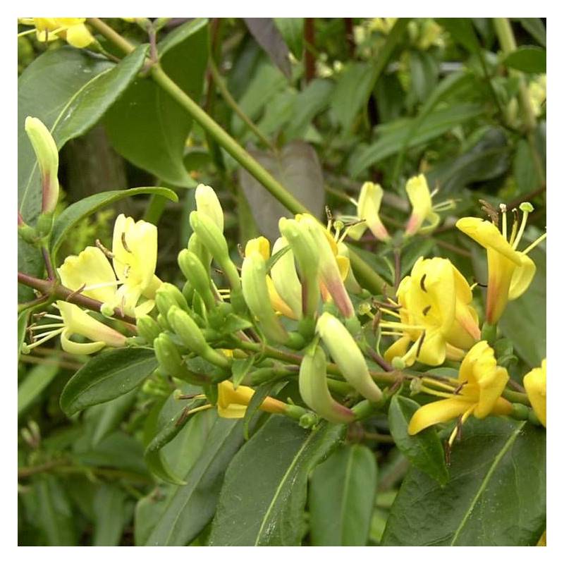 Chèvrefeuille Copper Beauty® à fleurs Jaune - feuillage Persistant - Godet - 5/20 cm-  hauteur à maturité De 3,00 m à 5,00 m - Imagen 5