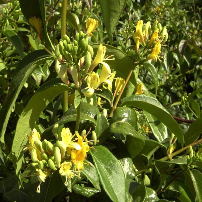 Chèvrefeuille Copper Beauty® à fleurs Jaune - feuillage Persistant - Godet - 5/20 cm-  hauteur à maturité De 3,00 m à 5,00 m - Imagen 1