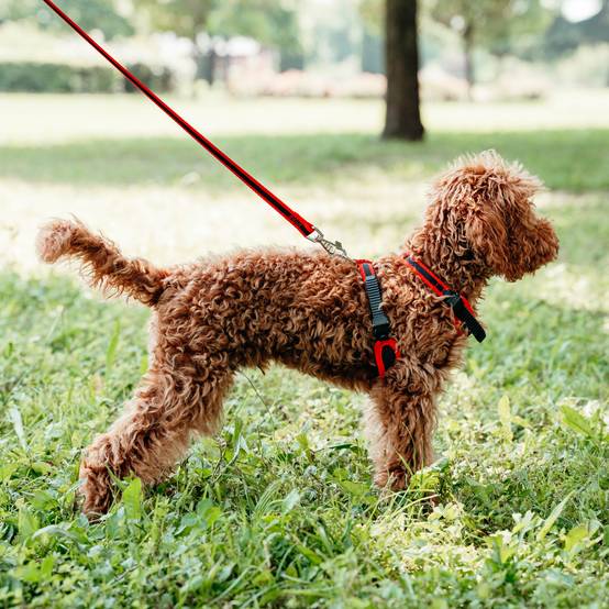 Ferplast - Ferplast Harnais pour chien petite taille ERGOCOMFORT EXTRA SMALL, Harnais pour chien réglable, Confortable, Rembourré, Fermeture double - Imagen 3