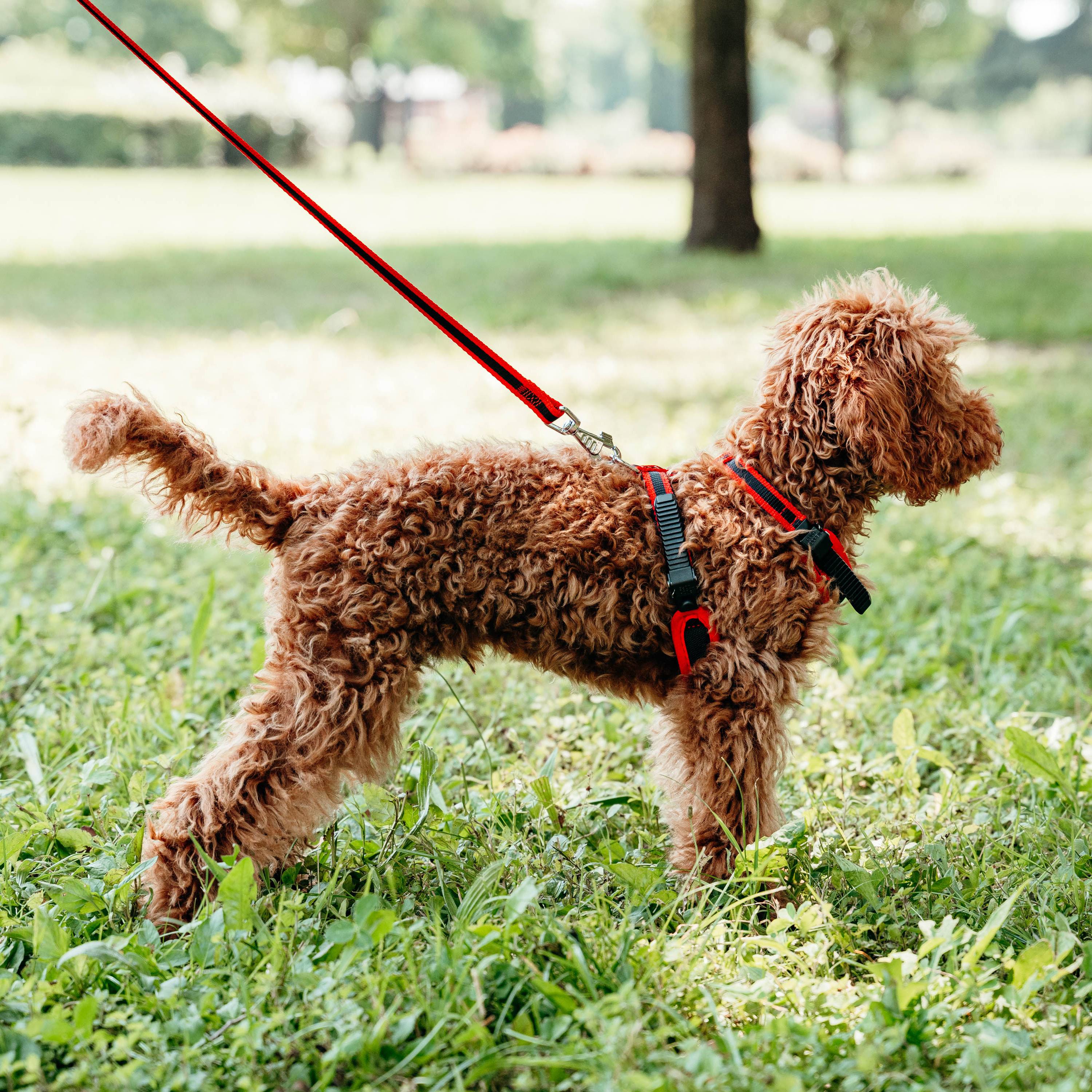 Ferplast - Ferplast Harnais pour chien petite taille ERGOCOMFORT EXTRA SMALL, Harnais pour chien réglable, Confortable, Rembourré, Fermeture double - Imagen 3