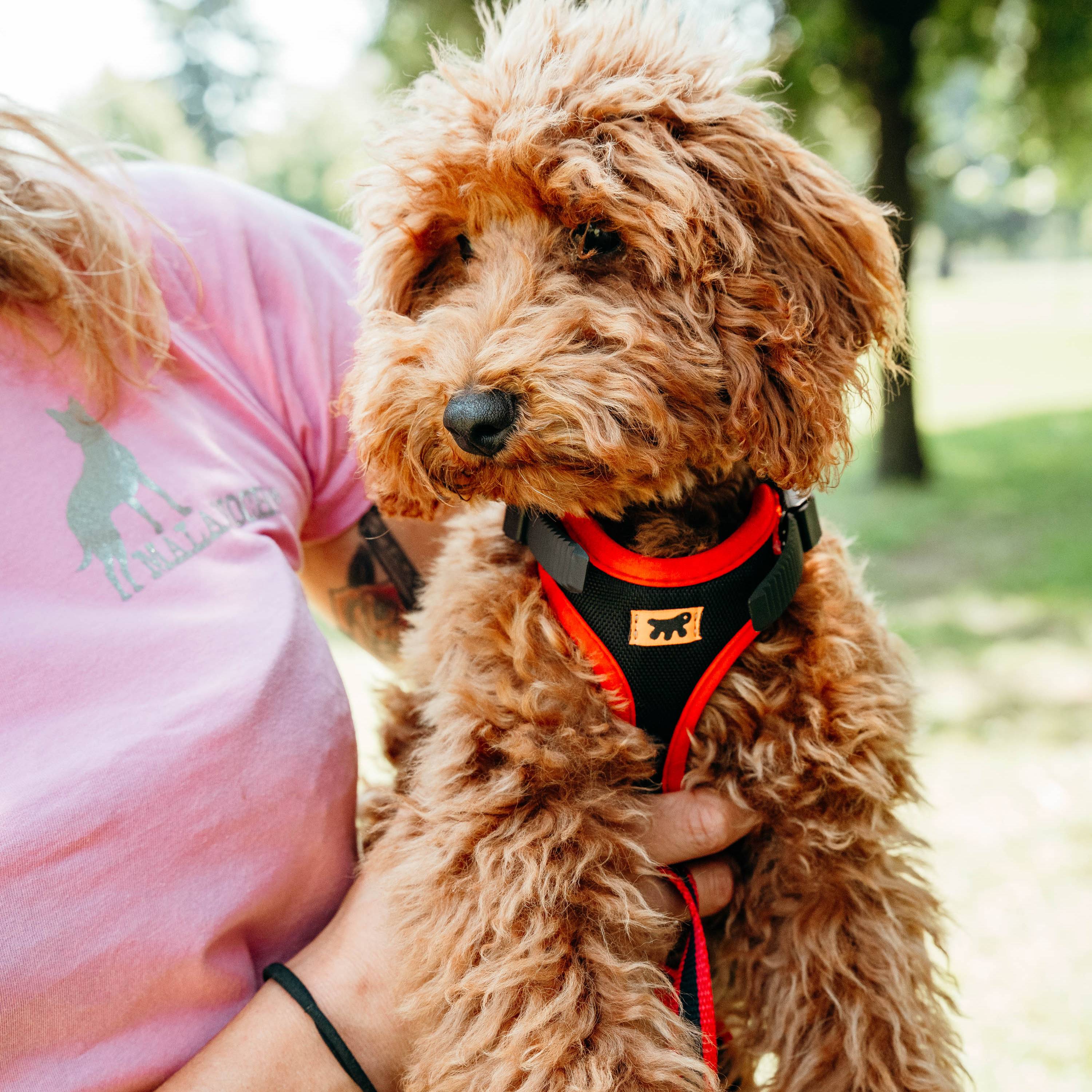 Ferplast - Ferplast Harnais pour chien petite taille ERGOCOMFORT EXTRA SMALL, Harnais pour chien réglable, Confortable, Rembourré, Fermeture double - Imagen 4
