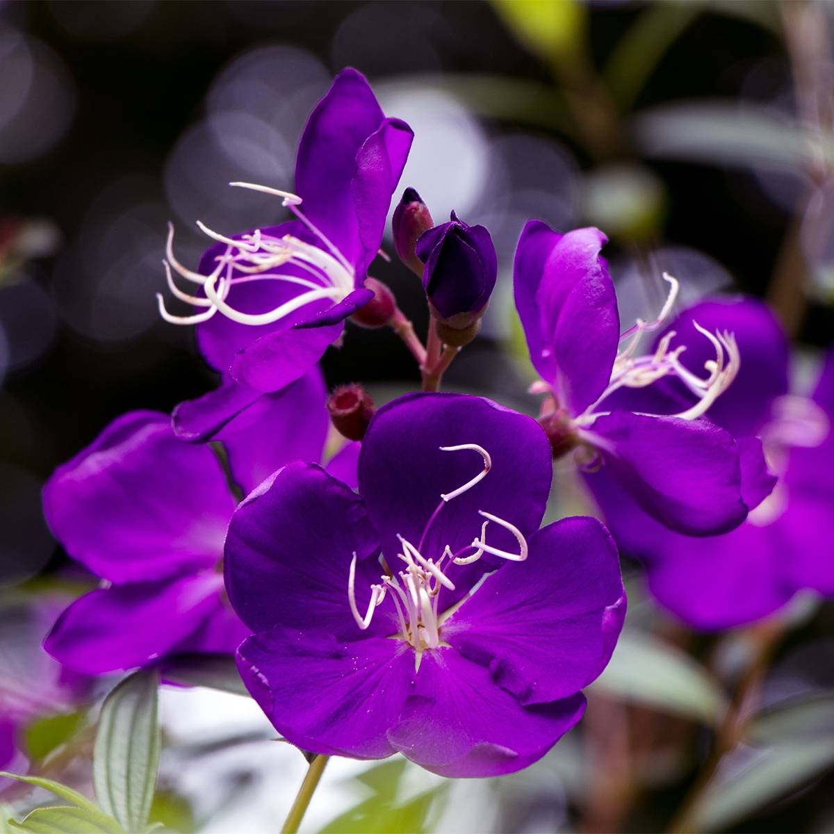 Promesse de Fleurs - Tibouchina semidecandra - Lasiandra Pot de 7,5L/10L - Image 1