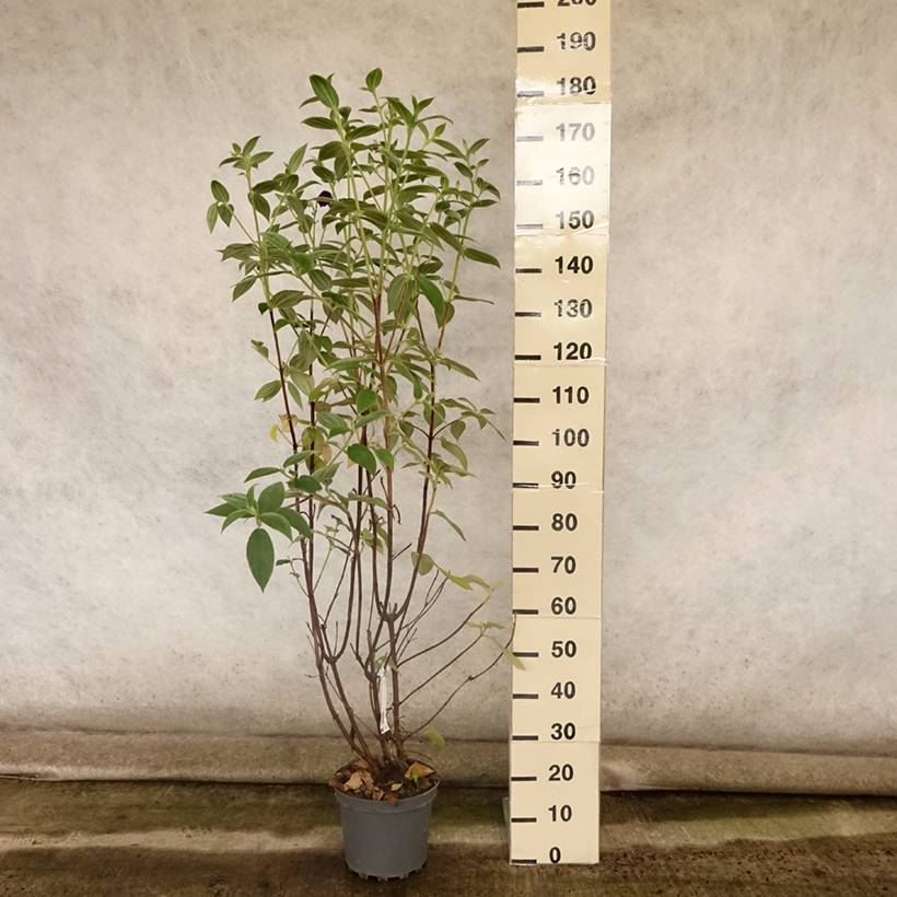 Promesse de Fleurs - Tibouchina semidecandra - Lasiandra Pot de 7,5L/10L - Image 2