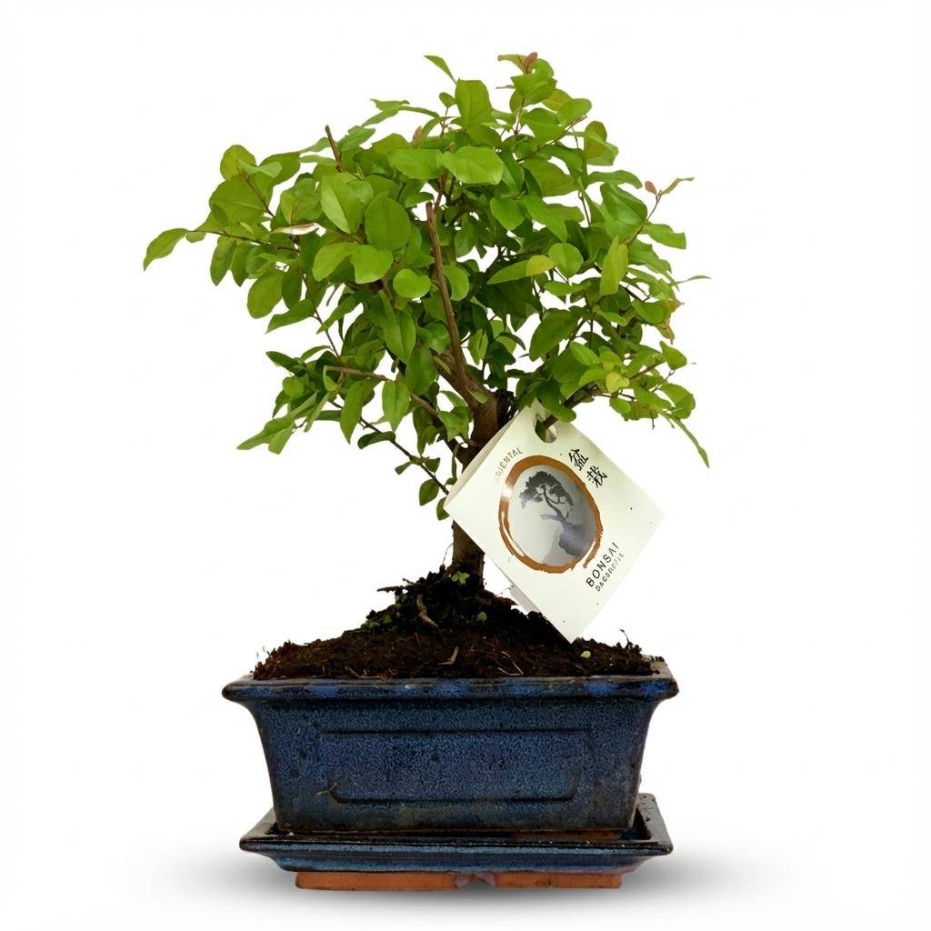 Bonsai Boule - Hauteur 25-30cm (céramique) - 1 plante - Plantes d'intérieur