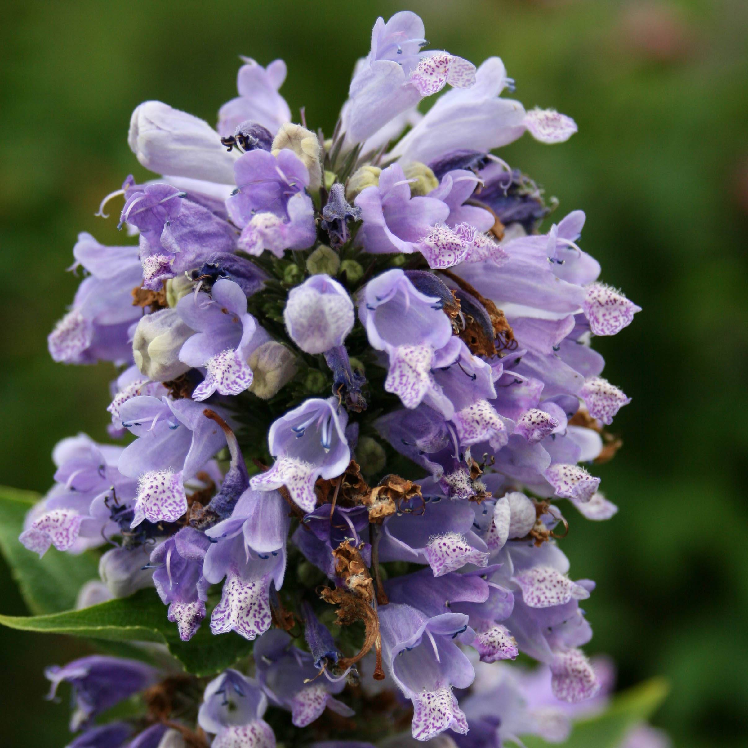 Promesse de Fleurs - Nepeta subsessilis - Chataire subsessile Godet de 8/9 cm