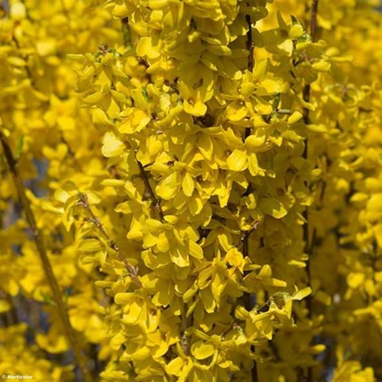 Forsythia intermedia Week-end - Mimosa de Paris Pot de 7,5L/10L - Image 1