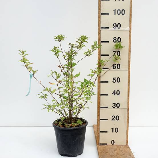 Forsythia intermedia Week-end - Mimosa de Paris Pot de 7,5L/10L - Image 2