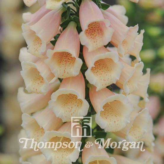 Graines de Digitale Dalmatian Peach F1 - Digitalis purpurea le sachet de 12 graines environ - Graines enrobées