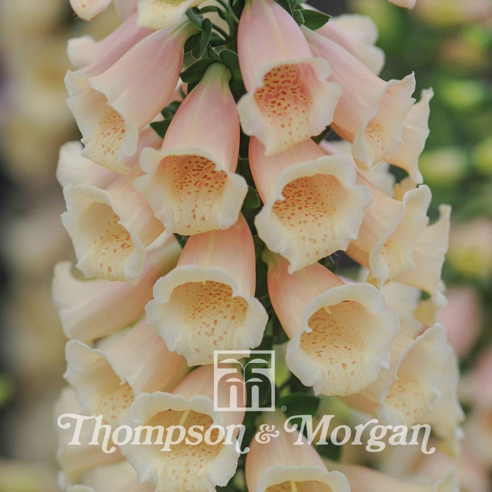 Graines de Digitale Dalmatian Peach F1 - Digitalis purpurea le sachet de 12 graines environ - Graines enrobées