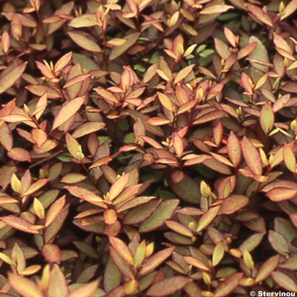 Promesse de Fleurs - Pseudowintera colorata -  Drimys colorata Pot de 2L/3L