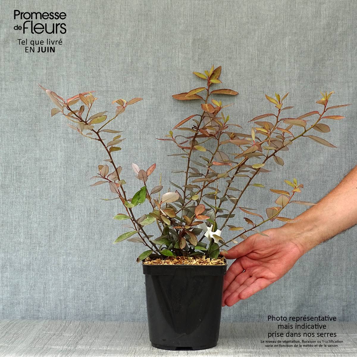 Promesse de Fleurs - Pseudowintera colorata -  Drimys colorata Pot de 2L/3L - Image 2