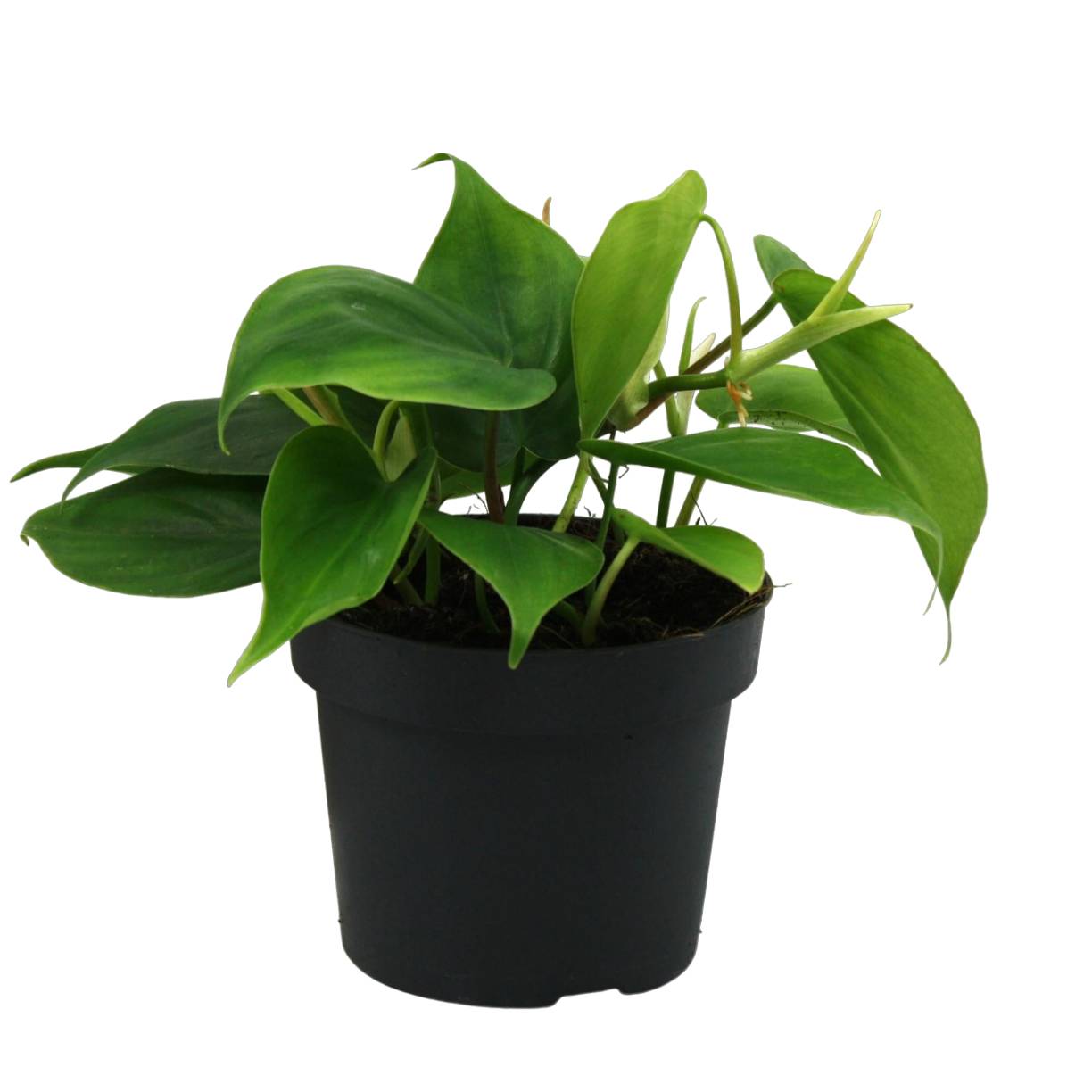 Philondendron Scandens 20cm - Plante d'intérieur- La Green Touch - Imagen 1