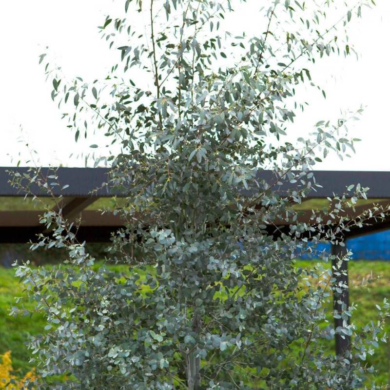 Eucalyptus Silverana®, Gommier cidre - Pot de 5L - 80/100 cm - Image 3