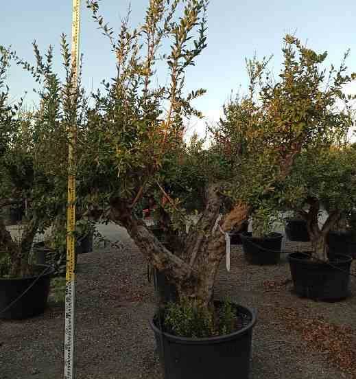 Sans Marque - Diospyros kaki var.Rojo brillante (Plaqueminier) Taille:Pot de 3 litres - 80/100 cm - Couleur floraison:jaune - Image 8