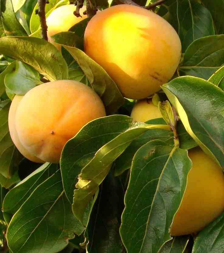 Sans Marque - Diospyros kaki var.Rojo brillante (Plaqueminier) Taille:Pot de 3 litres - 80/100 cm - Couleur floraison:jaune - Image 1