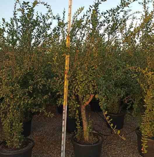 Sans Marque - Diospyros kaki var.Rojo brillante (Plaqueminier) Taille:Pot de 3 litres - 80/100 cm - Couleur floraison:jaune - Image 6