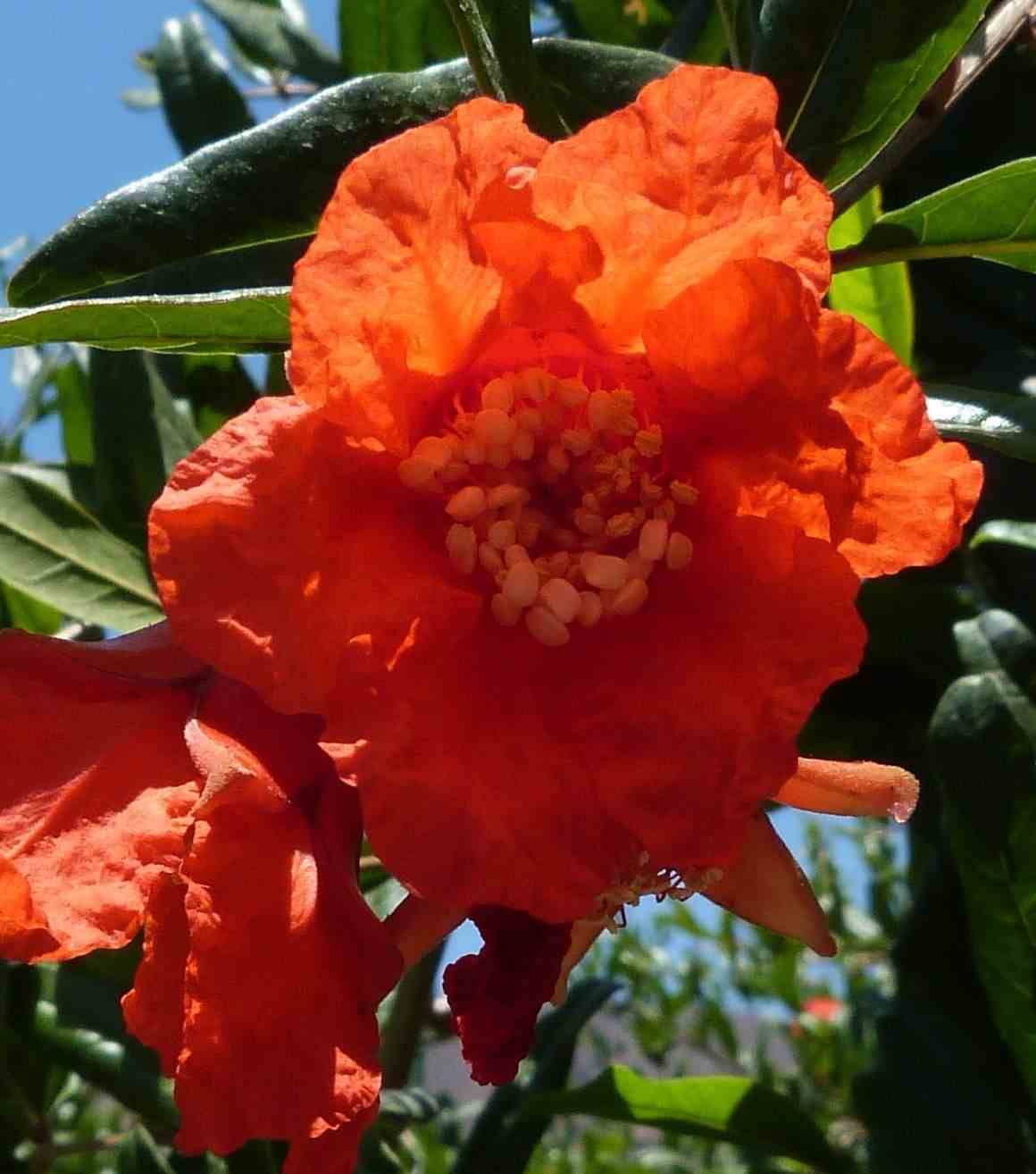 Sans Marque - Diospyros kaki var.Rojo brillante (Plaqueminier) Taille:Pot de 3 litres - 80/100 cm - Couleur floraison:jaune - Image 4