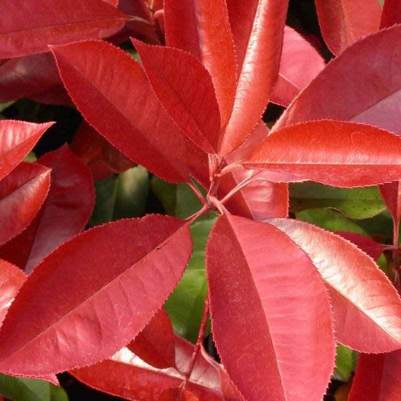 Photinia Carré Rouge à fleurs Blanche - feuillage Persistant - Godet - 5/20 cm-  hauteur à maturité De 2,50 m à 3,00 m