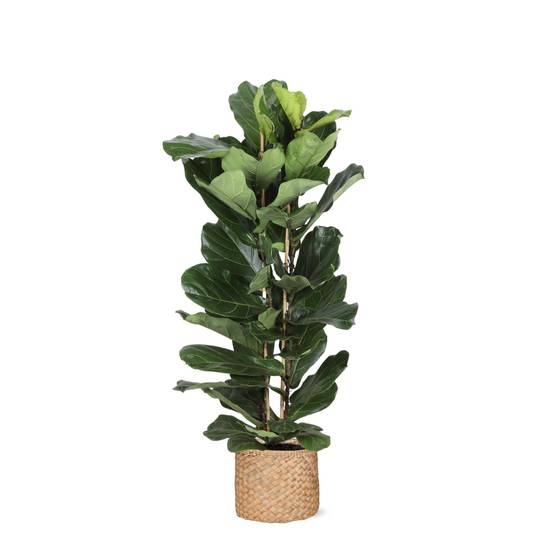 Ficus Lyrata et son pot- La Green Touch Panier Naturel - Hauteur 140cm